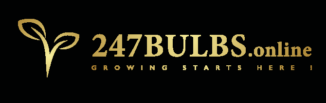 247Bulbs